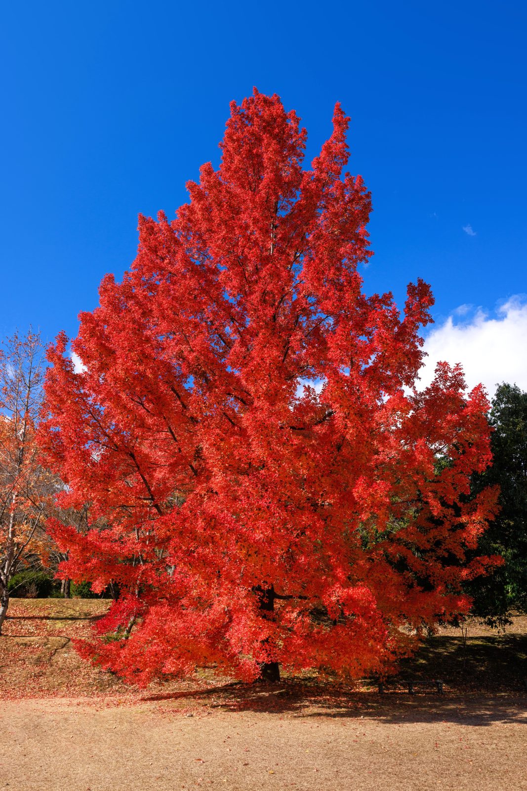 無料スマホ壁紙 真っ赤に染まるフウの木。AndroidとiPhoneに対応した4K高画質の無料待ち受け画像。三重県菰野町の三重県民の森で撮影したフリー写真素材