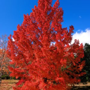 運気が上がる待ち受け 真っ赤に染まるフウの木。AndroidとiPhoneに対応した4K高画質の無料スマホ壁紙。三重県菰野町の三重県民の森で撮影したフリー写真素材