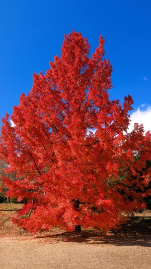 無料スマホ壁紙 真っ赤に染まるフウの木。AndroidとiPhoneに対応した4K高画質の無料待ち受け画像。三重県菰野町の三重県民の森で撮影したフリー写真素材