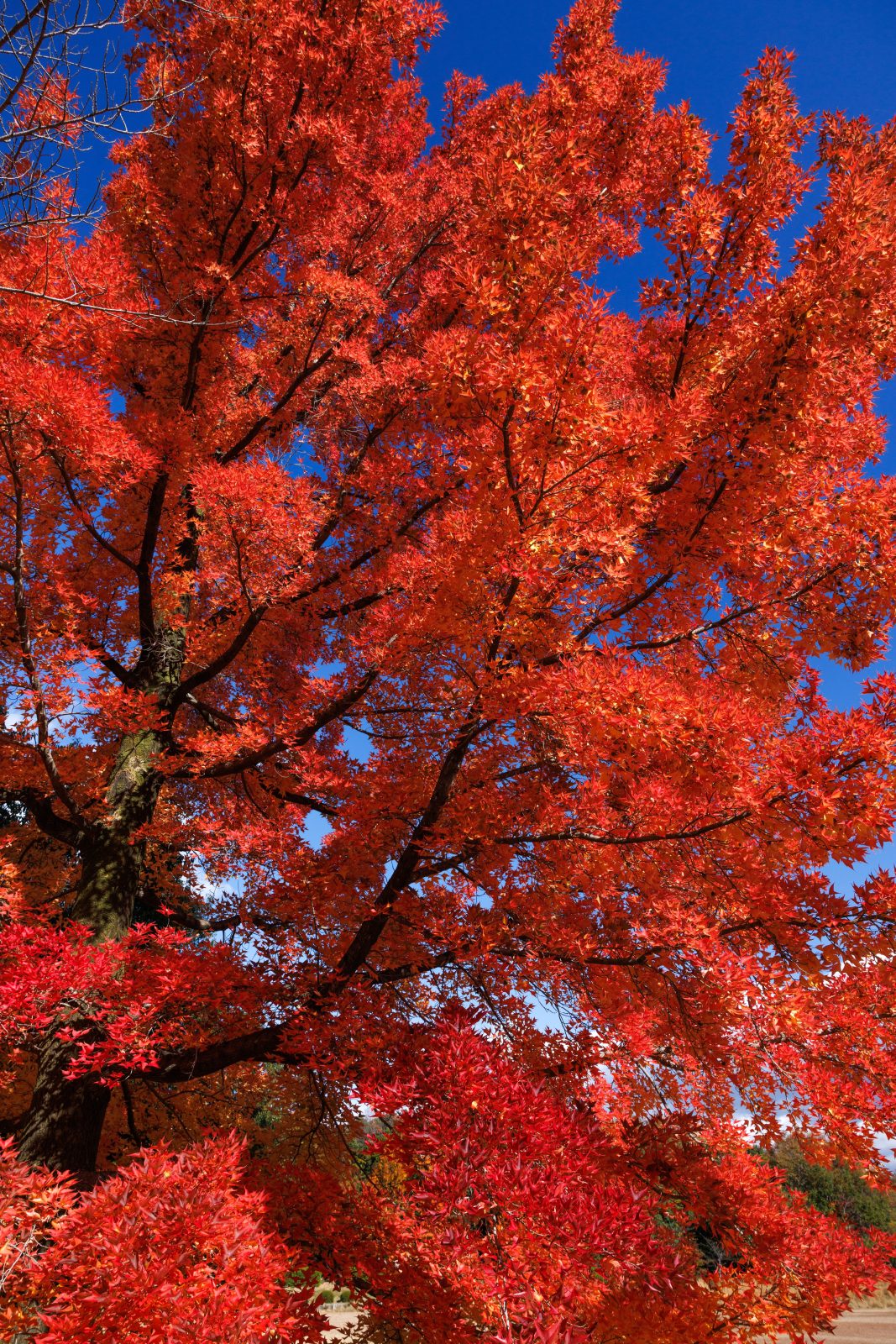 無料スマホ壁紙 フウの木の葉っぱをズーム。AndroidとiPhoneに対応した4K高画質の無料待ち受け画像。三重県菰野町の三重県民の森で撮影したフリー写真素材