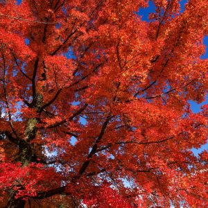 無料スマホ壁紙 フウの木の葉っぱをズーム。AndroidとiPhoneに対応した4K高画質の無料待ち受け画像。三重県菰野町の三重県民の森で撮影したフリー写真素材