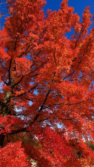 無料スマホ壁紙 フウの木の葉っぱをズーム。AndroidとiPhoneに対応した4K高画質の無料待ち受け画像。三重県菰野町の三重県民の森で撮影したフリー写真素材