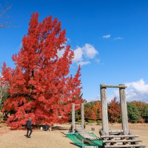 無料壁紙 フウの木を横から眺める。PCとデスクトップ壁紙に最適な4K高画質の無料壁紙。三重県菰野町の三重県民の森で撮影したフリー写真素材