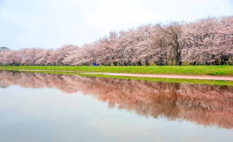 宮川堤の桜並木の写真「千本桜のリフレクション」