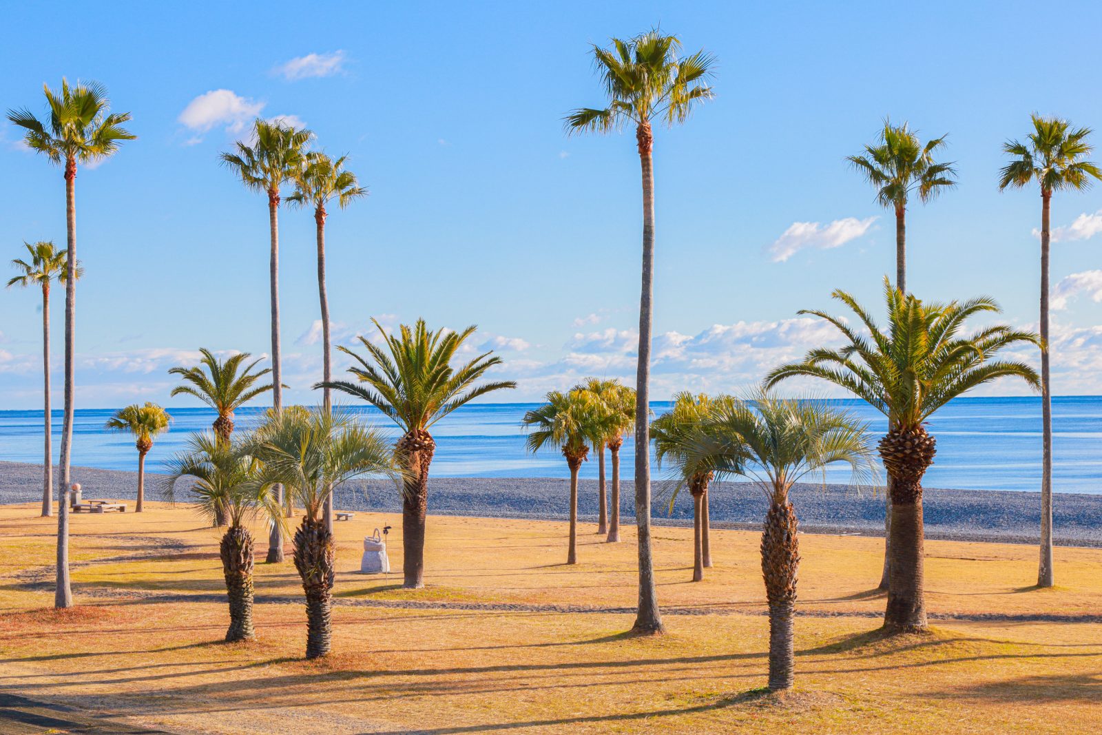 七里御浜ふれあいビーチの写真「ヤシの木が広がる公園」