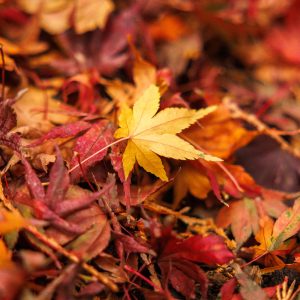 無料スマホ壁紙 色とりどりな紅葉の絨毯。AndroidとiPhoneに対応した4K高画質の無料待ち受け画像。三重県四日市市の水沢もみじ谷で撮影したフリー写真素材