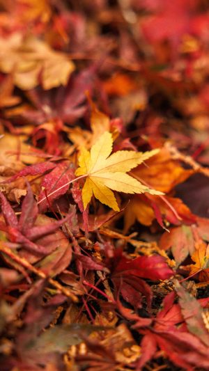 無料スマホ壁紙 色とりどりな紅葉の絨毯。AndroidとiPhoneに対応した4K高画質の無料待ち受け画像。三重県四日市市の水沢もみじ谷で撮影したフリー写真素材