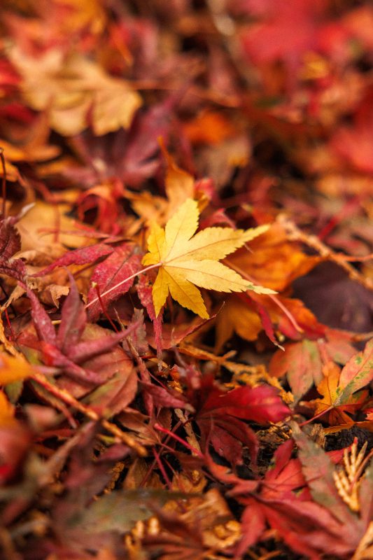 色とりどりな紅葉の絨毯