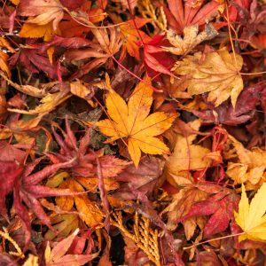 無料スマホ壁紙 紅葉でいっぱい。AndroidとiPhoneに対応した4K高画質の無料待ち受け画像。三重県四日市市の水沢もみじ谷で撮影したフリー写真素材