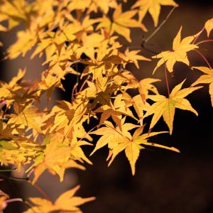 無料壁紙 ライトアップされた紅葉。PCとデスクトップ壁紙に最適な4K高画質の無料壁紙。三重県玉城町の田丸城跡で撮影したフリー写真素材