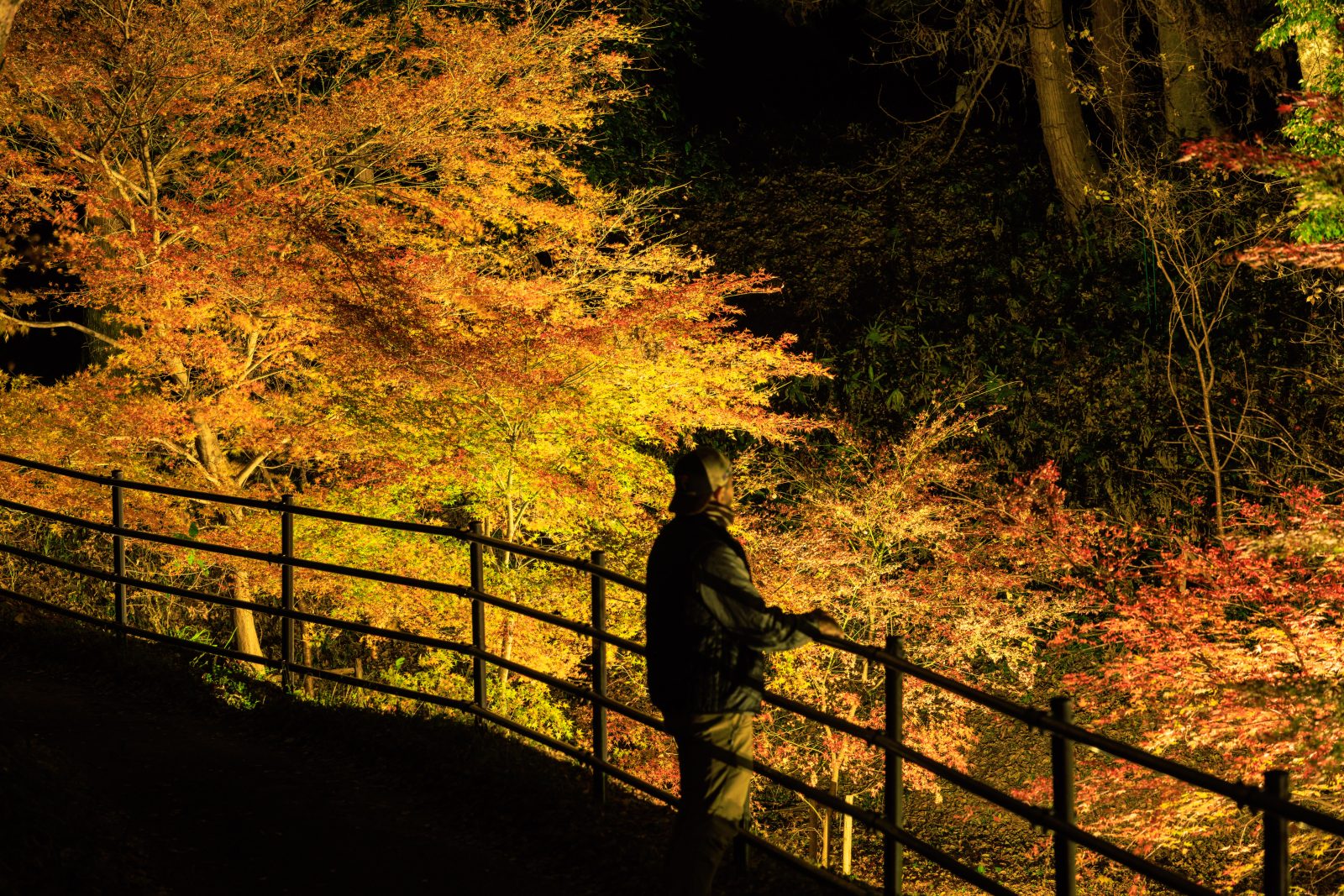 無料壁紙 紅葉ライトアップに包まれる通路。PCとデスクトップ壁紙に最適な4K高画質の無料壁紙。三重県玉城町の田丸城跡で撮影したフリー写真素材