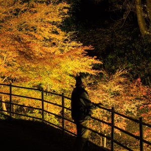 無料壁紙 紅葉ライトアップに包まれる通路。PCとデスクトップ壁紙に最適な4K高画質の無料壁紙。三重県玉城町の田丸城跡で撮影したフリー写真素材