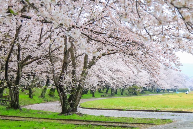 宮川堤の桜並木の写真「桜並木の広がる遊歩道」