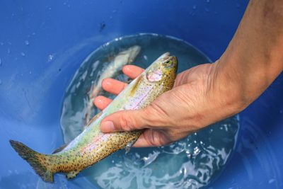 大吉あまごセンターの写真「釣れたニジマス」