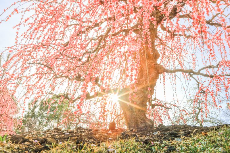 レッドヒルヒーサーの森の写真「逆光で輝く照龍」