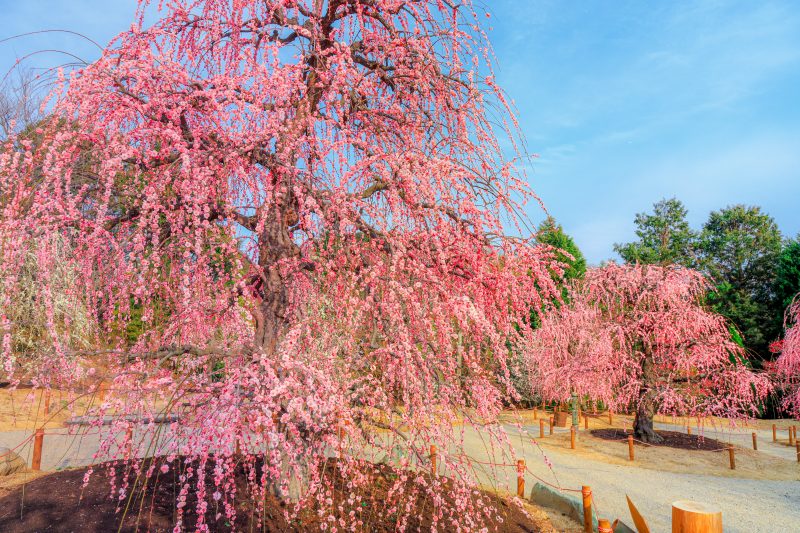 レッドヒルヒーサーの森の写真「梅のガーデンに咲き乱れる梅」