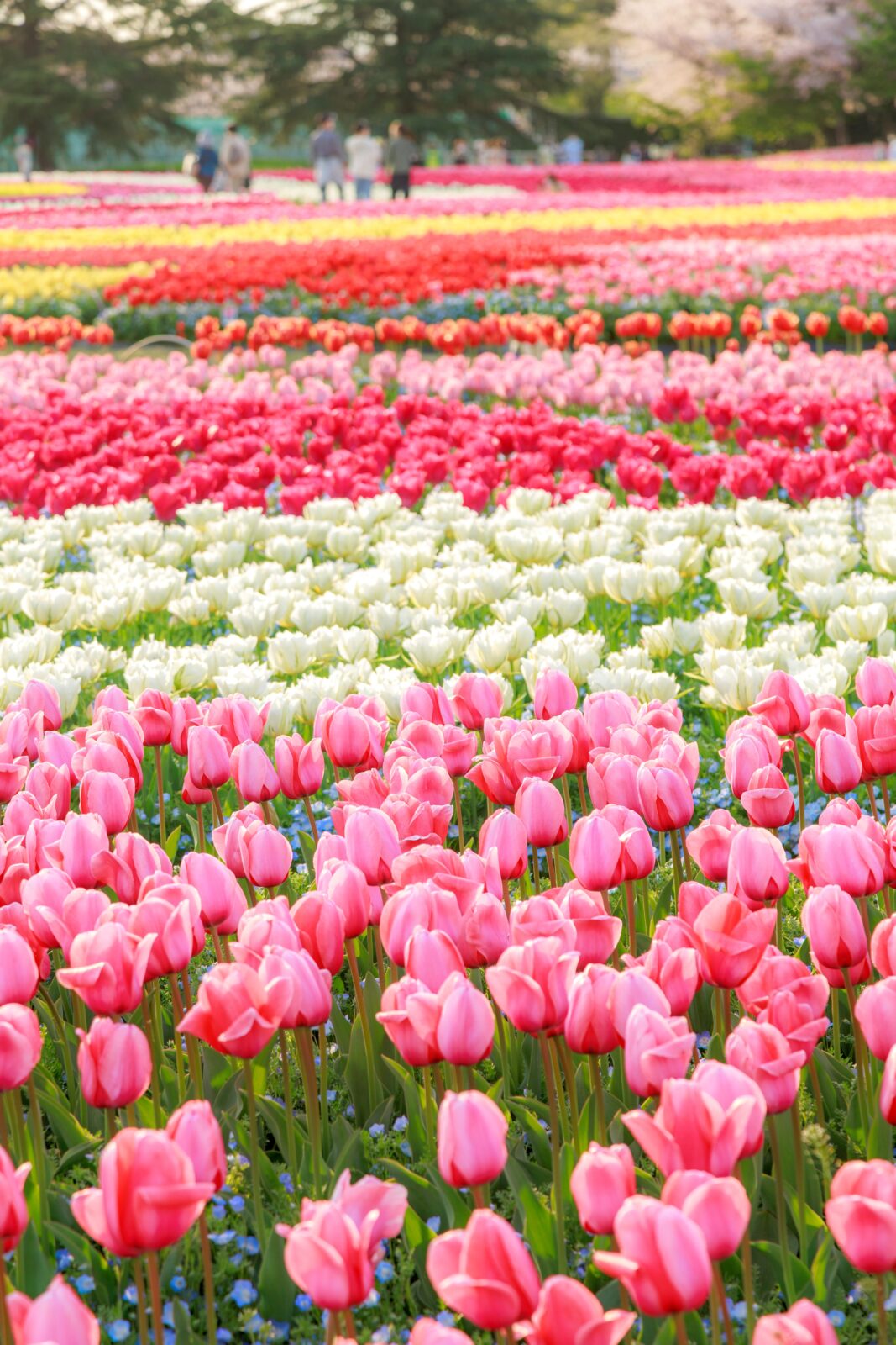 運気が上がる待ち受け ピンク・白・赤・黄のチューリップ畑。AndroidとiPhoneに対応した4K高画質の無料スマホ壁紙。三重県桑名市のなばなの里で撮影したフリー写真素材