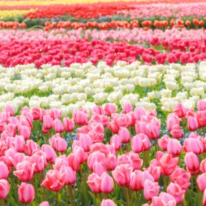 運気が上がる待ち受け ピンク・白・赤・黄のチューリップ畑。AndroidとiPhoneに対応した4K高画質の無料スマホ壁紙。三重県桑名市のなばなの里で撮影したフリー写真素材