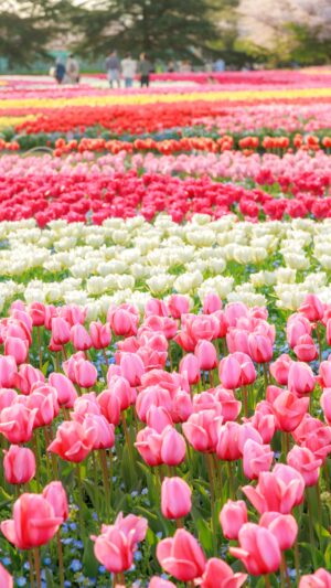 運気が上がる待ち受け ピンク・白・赤・黄のチューリップ畑。AndroidとiPhoneに対応した4K高画質の無料スマホ壁紙。三重県桑名市のなばなの里で撮影したフリー写真素材