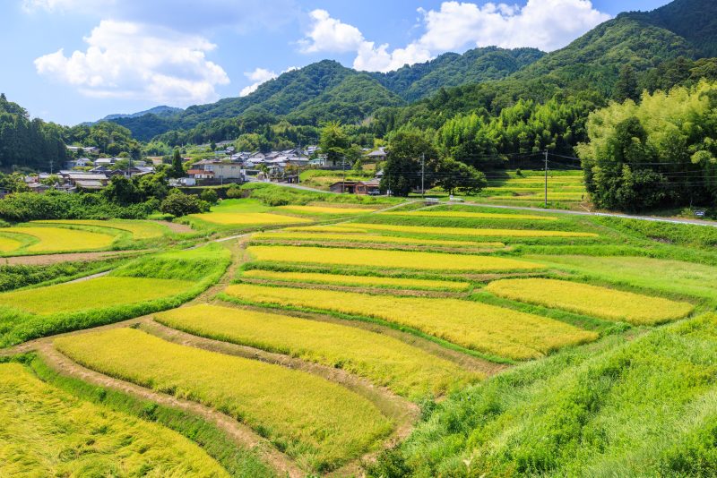 西山の棚田の写真「展望台から眺める棚田」