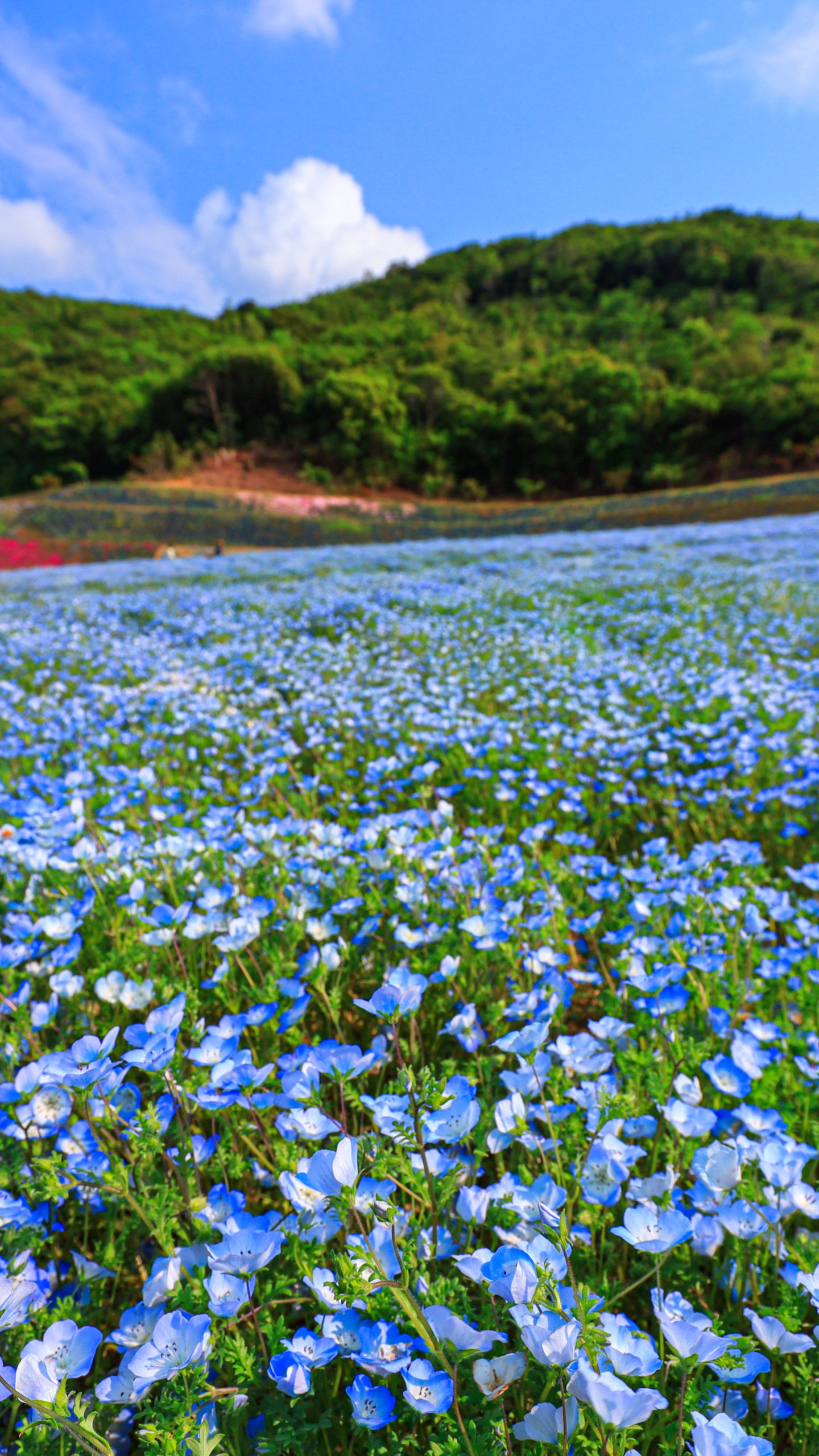 長方形ミニ絵画【ネモフィラの丘】 油絵 油彩 油彩画 絵 絵画 ミニ絵画【ネモフィラの丘】 絵画 HR 通販