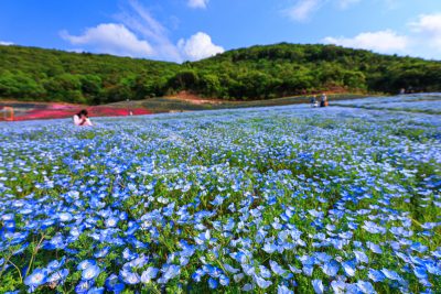 志摩市観光農園の写真「ネモフィラ畑の丘」