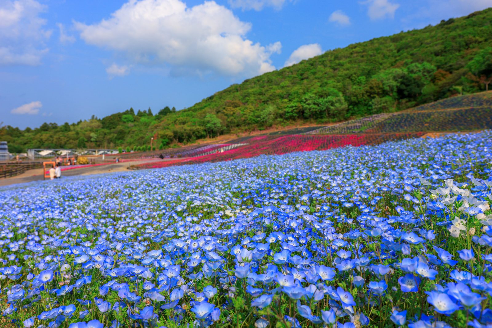 志摩市観光農園の写真「ネモフィラ畑と芝桜の共演」