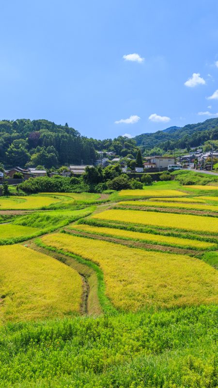 段々と続く棚田