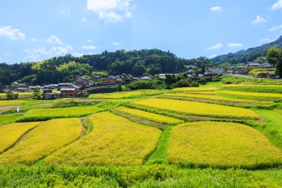 西山の棚田の写真「高台の坂道から見渡す棚田」