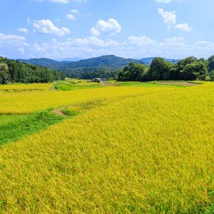 西山の棚田の写真「遊歩道から見渡す棚田」