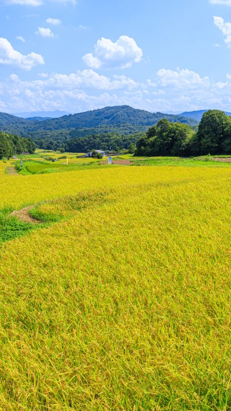 遊歩道から見渡す棚田