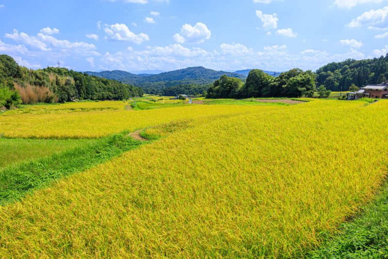 西山の棚田の写真「遊歩道から見渡す棚田」