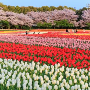 桜とチューリップの共演