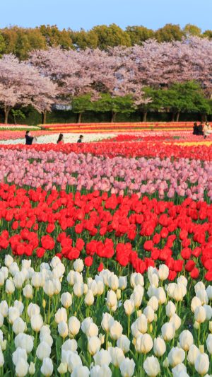 無料壁紙 桜とチューリップの共演。PCとデスクトップ壁紙に最適な4K高画質の無料壁紙。三重県桑名市のなばなの里で撮影したフリー写真素材