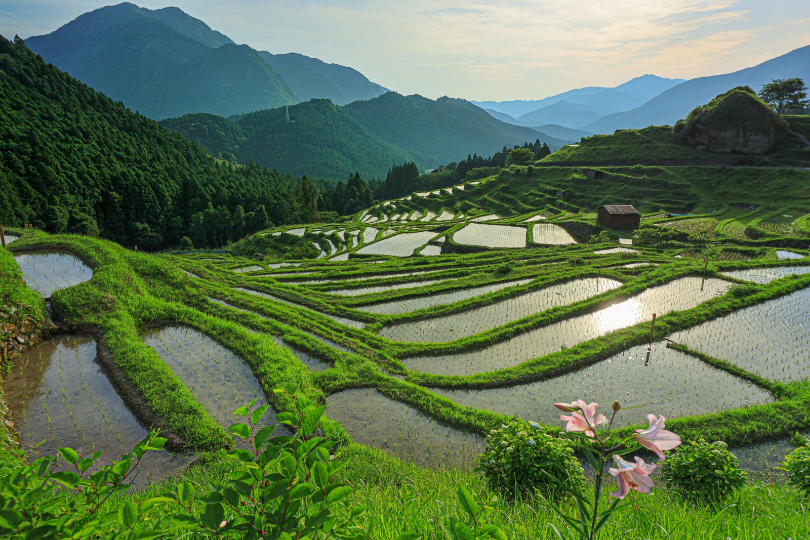 丸山千枚田の写真「田植え後の千枚田」