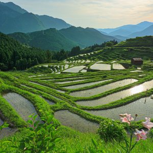 田植え後の千枚田