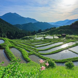 ゆりの花と千枚田