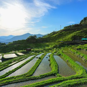 田植え完了