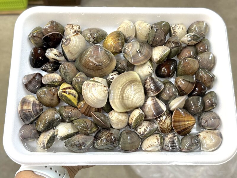 【2026年4月8日調査】御殿場海岸 潮干狩りでハマグリ70個採れた場所・無料駐車場を地元民が解説