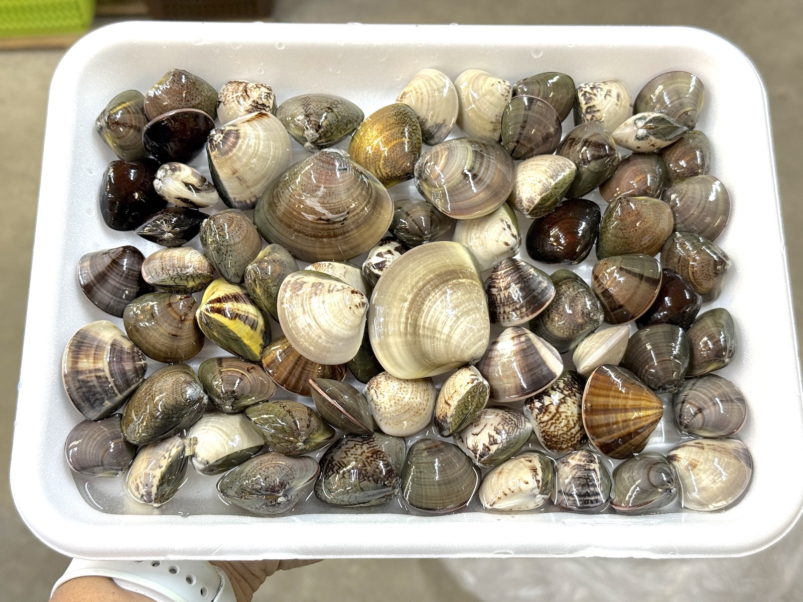 【2026年4月8日調査】御殿場海岸 潮干狩りでハマグリ70個採れた場所・無料駐車場を地元民が解説