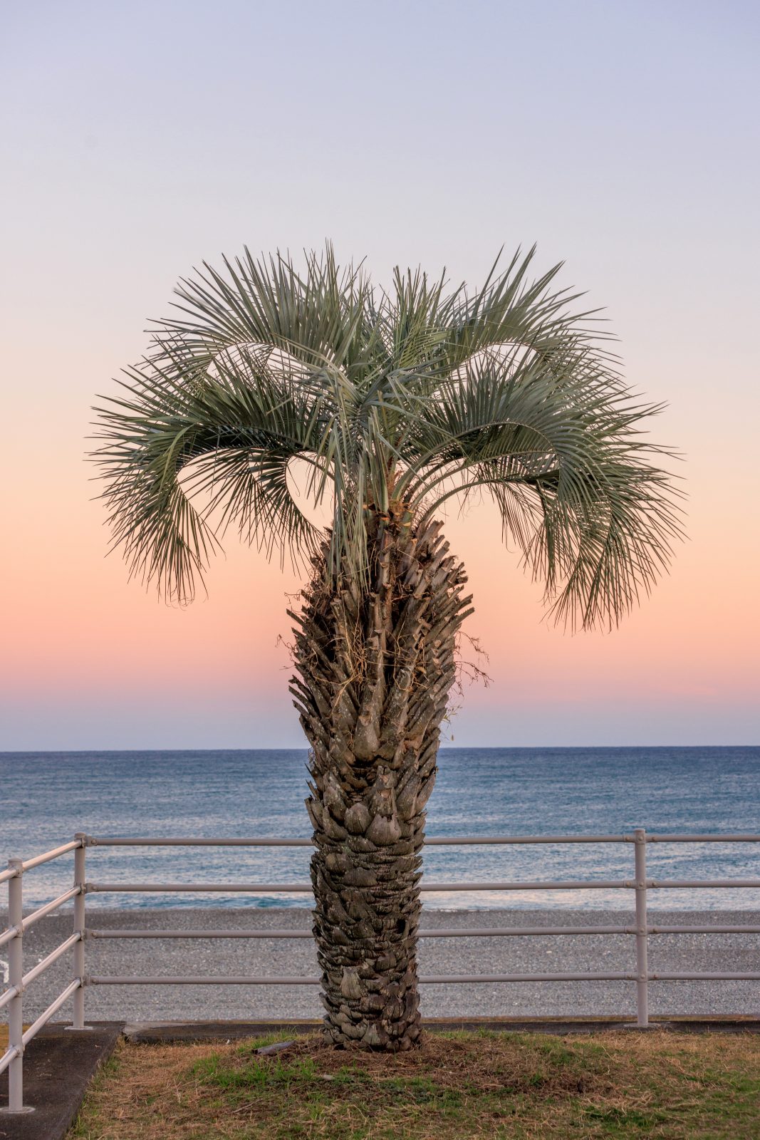 無料スマホ壁紙 夕焼けとヤシの木のサンセットビーチ。AndroidとiPhoneに対応した4K高画質の無料待ち受け画像。三重県御浜町の七里御浜ふれあいビーチで撮影したフリー写真素材