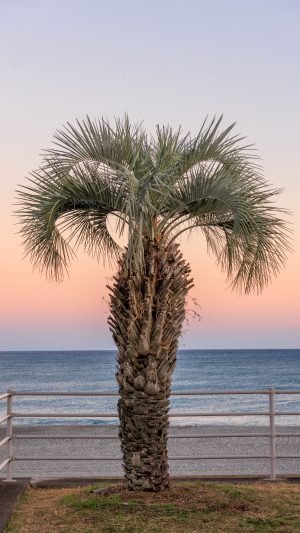 無料スマホ壁紙 夕焼けとヤシの木のサンセットビーチ。AndroidとiPhoneに対応した4K高画質の無料待ち受け画像。三重県御浜町の七里御浜ふれあいビーチで撮影したフリー写真素材