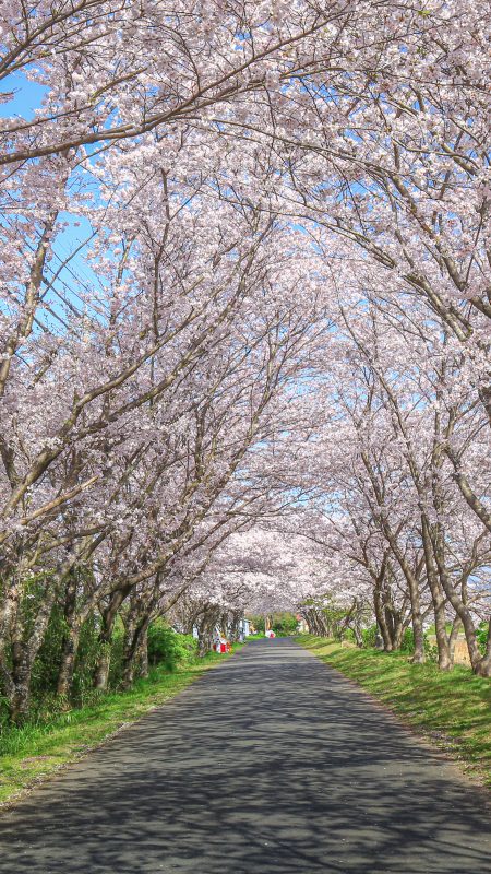北神山花街道の写真「青空と桜トンネル」