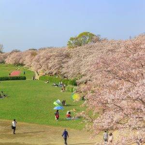 約1kmの桜並木