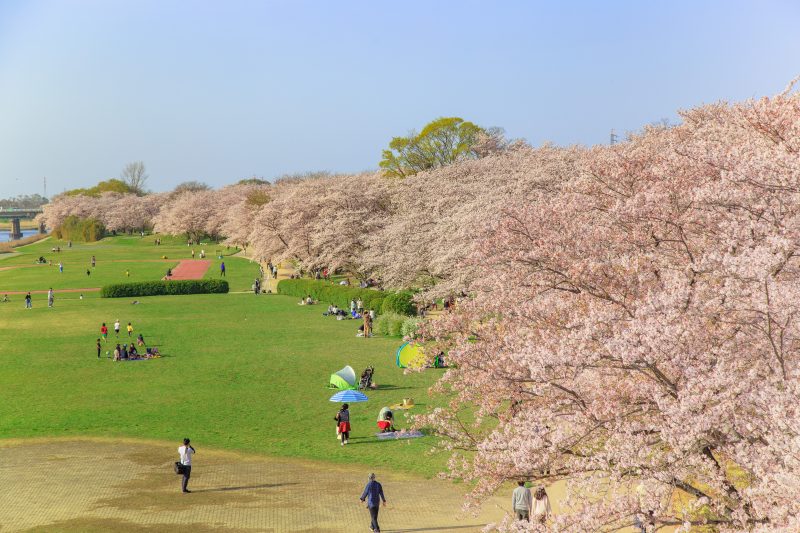 宮川堤の桜並木の写真「約1kmの桜並木」