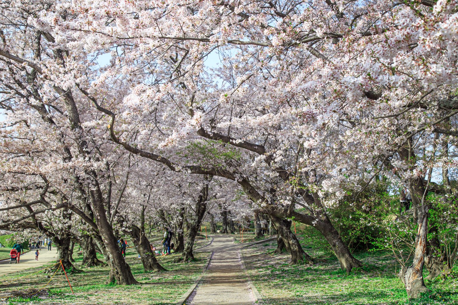 宮川堤の桜並木の写真「桜並木の中」