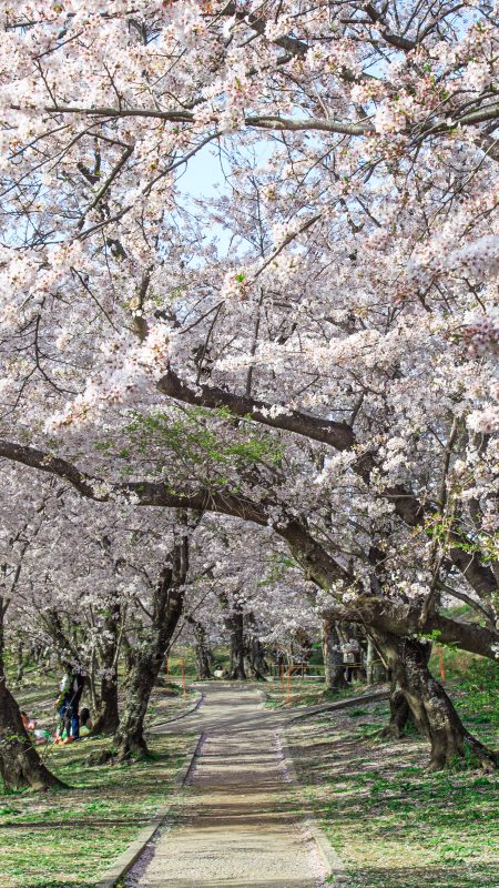 宮川堤の桜並木の写真「桜並木の中」
