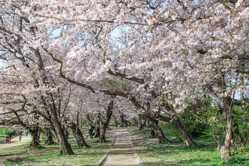 宮川堤の桜並木の写真「桜並木の中」