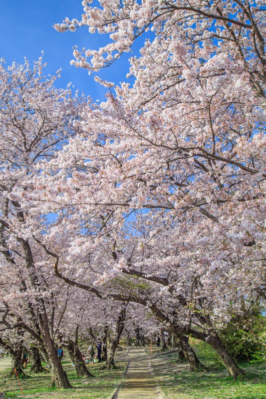 宮川堤の桜並木の写真「春爛漫」