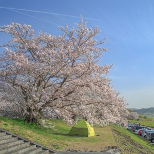 無料壁紙 堤防沿いの桜並木。PCとデスクトップ壁紙に最適な4K高画質の無料壁紙。三重県伊勢市の宮川堤の桜並木で撮影したフリー写真素材